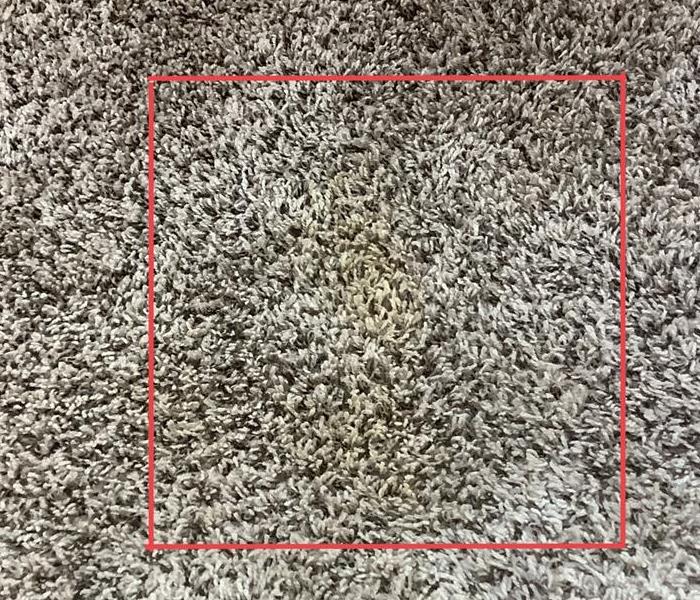Pet stains on carpet